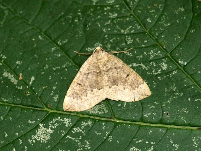 Dennenbandspanner, Pungeleria capreolaria.JPG